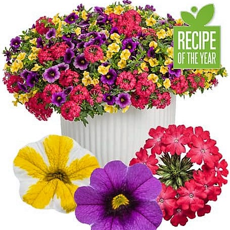isolated image of what makes up a mixed custom flower basket is made