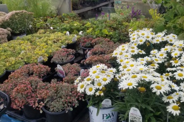 Variety of Potted flowers and plants including daisies