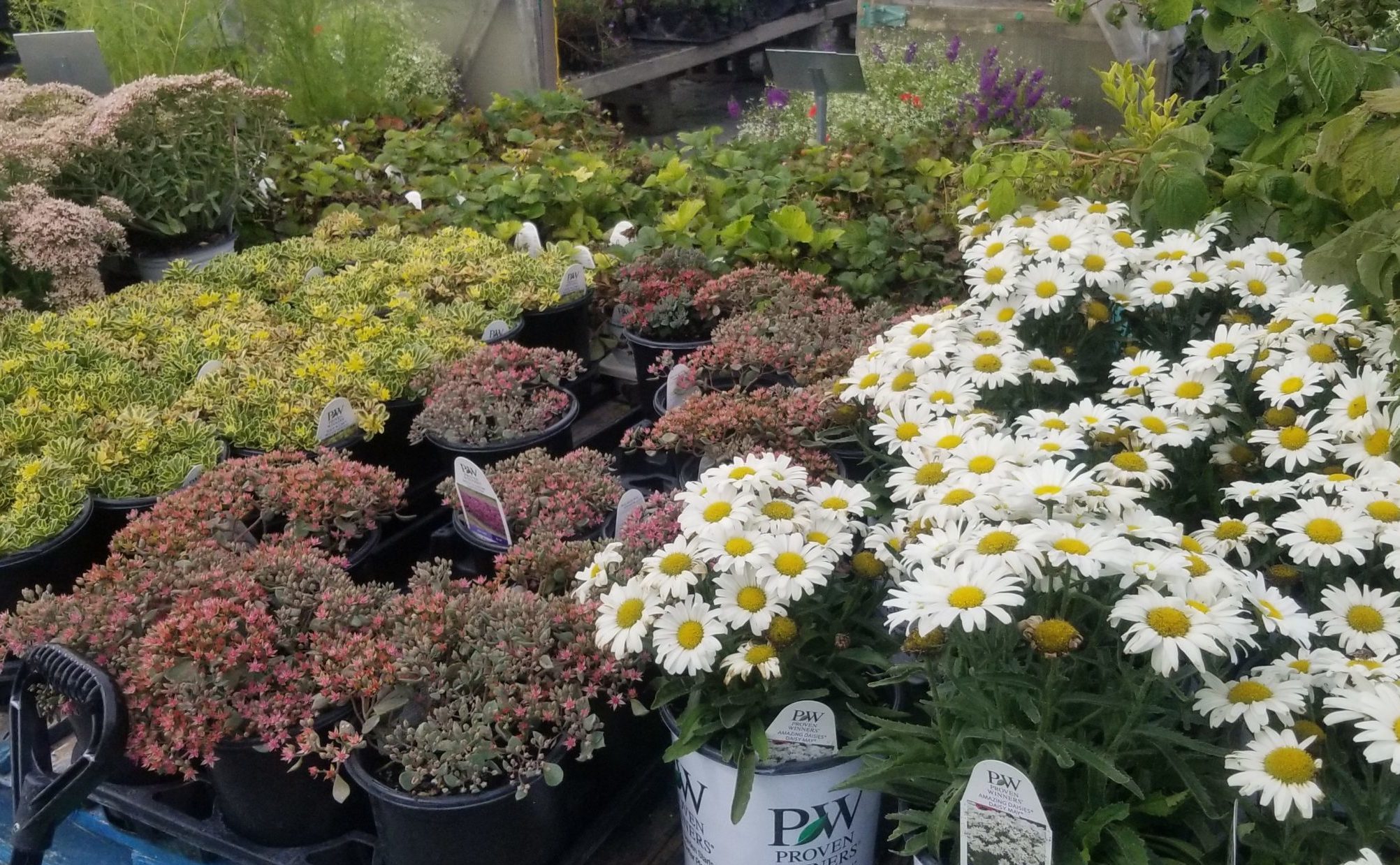 Variety of Potted flowers and plants including daisies