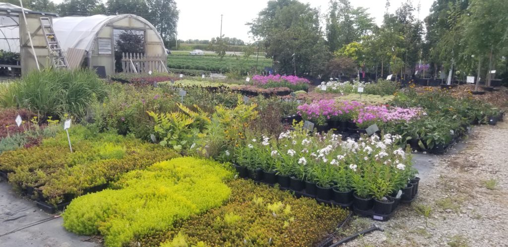 Variety of flowers and plats at New City Greenhouse