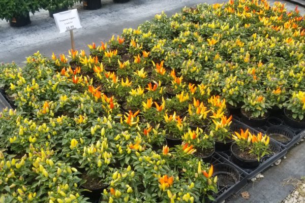 Pots of Ornamental Peppers for sale at New City Greenhouse | Pawnee IL
