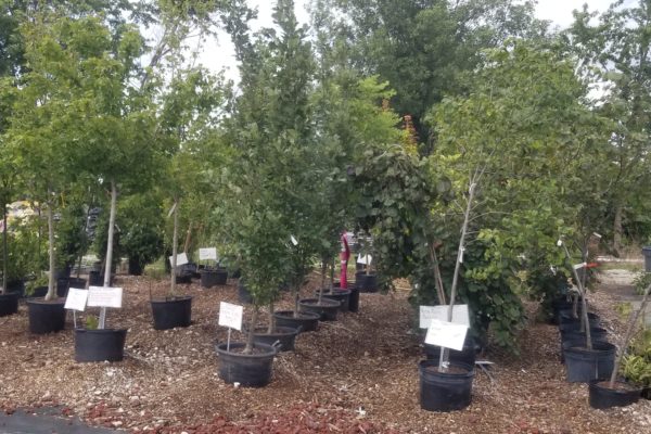 vareity of trees and sapplings at New City Greenhouse | Pawnee IL