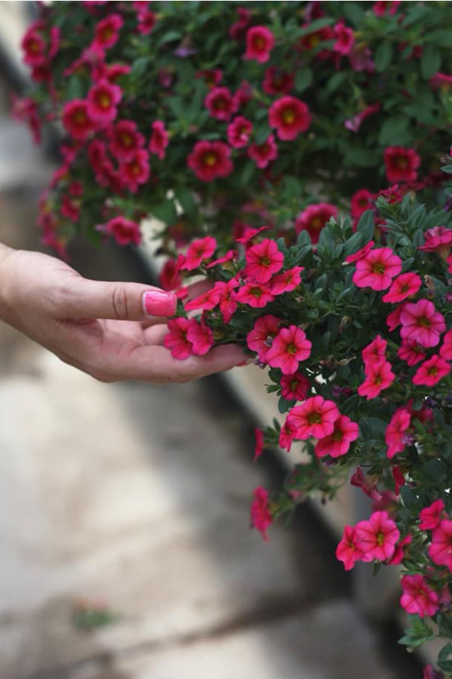 close up of hand gently touching pink seaside petunias