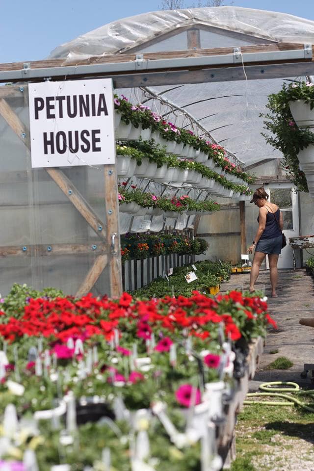 blurred, forced background perspective picture of customer browsing in Petunia House at New City Greenhouse | Pawnee IL