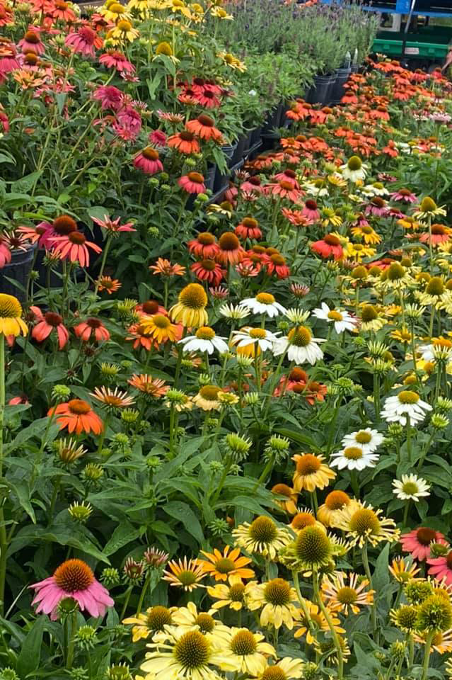 variety of colorful cone flowers