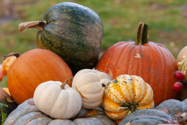 New City Greenhouse variety of pumpkins and gords