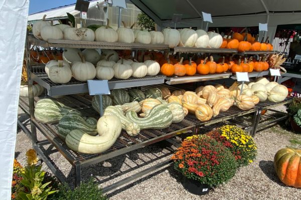New City Greenhouse | Fall produce including pumpkins and squash