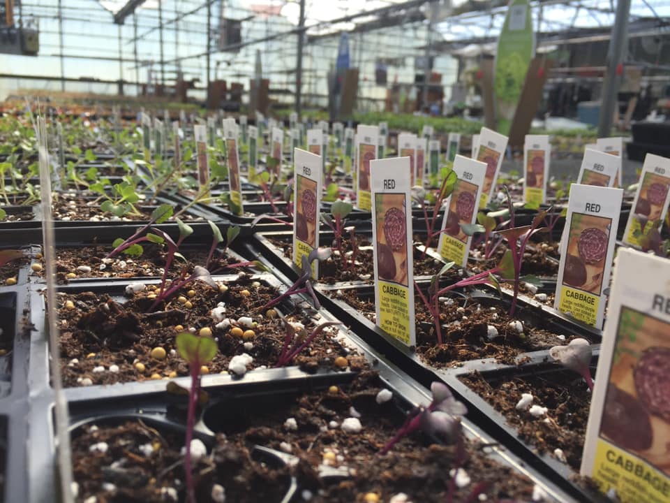Red Cabbage seedlings at New City Greenhouse | Pawnee IL