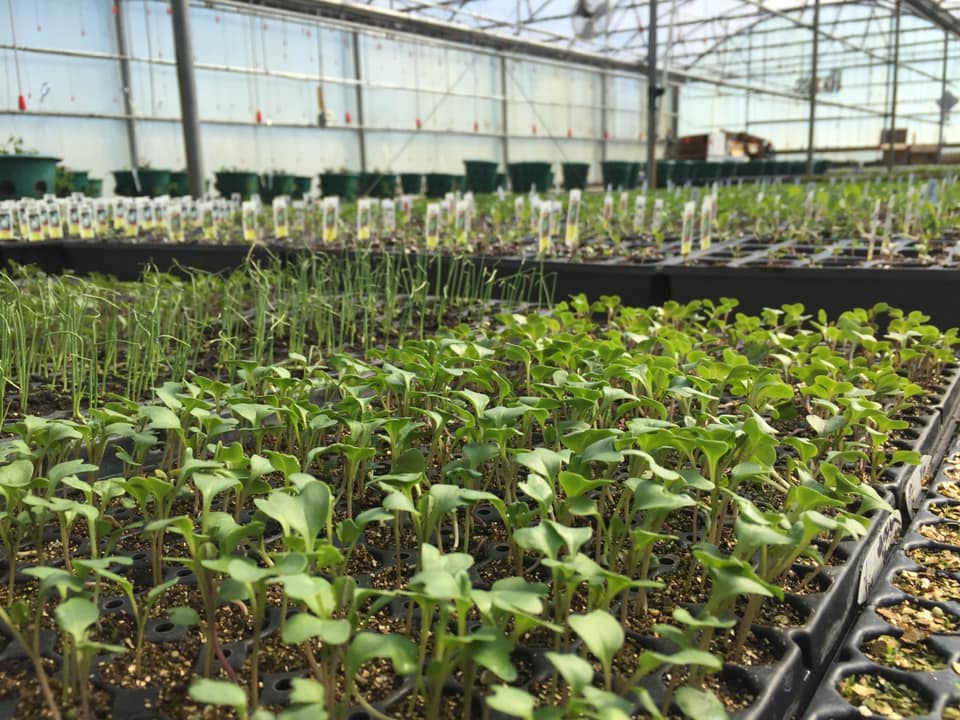 variety of produce seedlings at New City Greenhouse | Pawnee IL