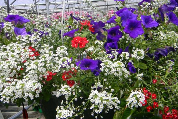 hanging potted plant variety of flowers mixed in at New City Greenhouse | Pawnee IL