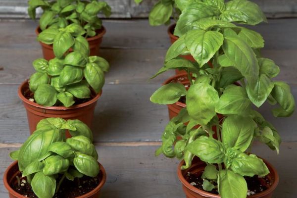 potted basil plants at New City Greenhouse