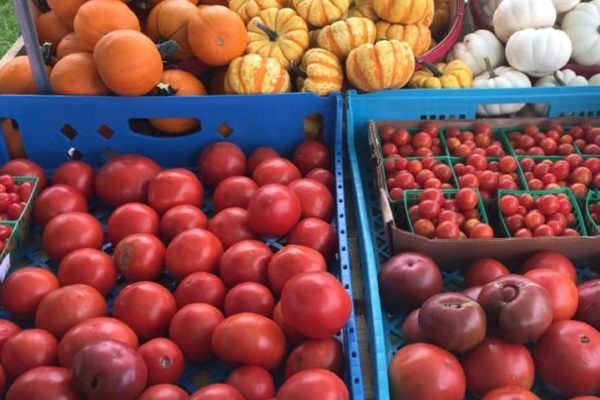 variety of fresh produce at New City Greenhouse | Pawnee IL