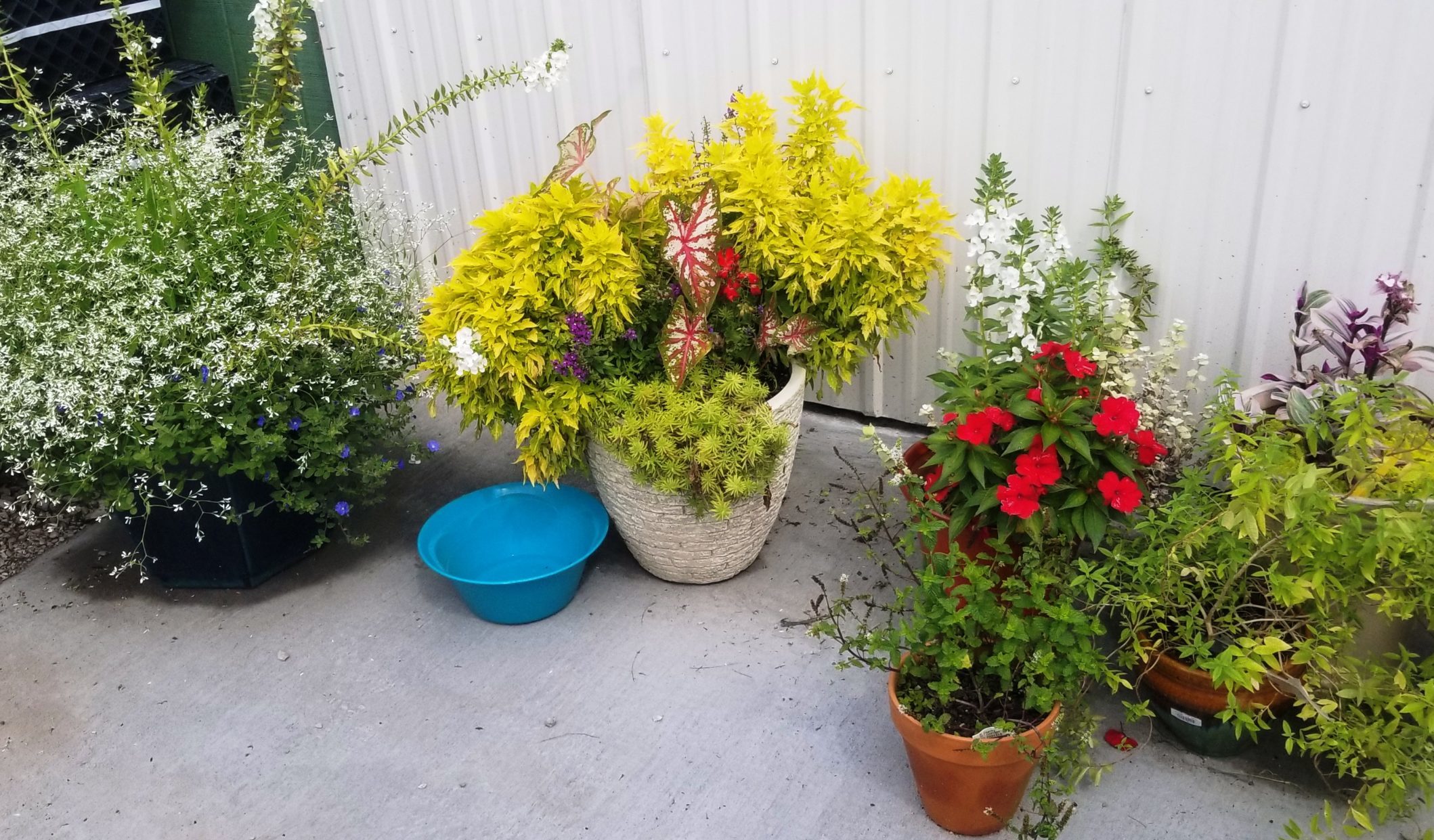 variety of potted flowers and plants at New City Greenhouse | Pawnee IL