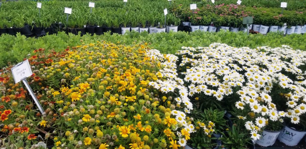 Variety of Potted flowers and plants including daisies at garden center