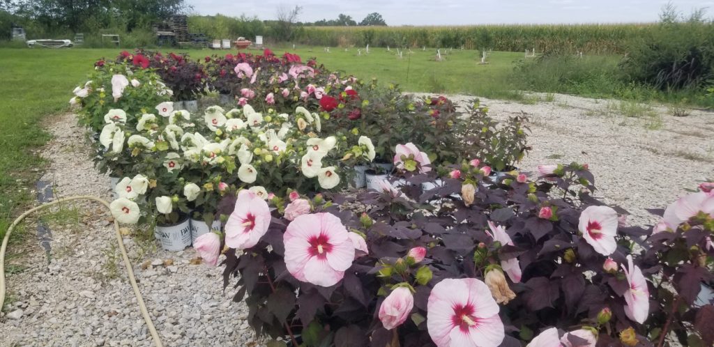 variety of crimson eyed rose mallow flowers at New City Greenhouse | Pawnee IL