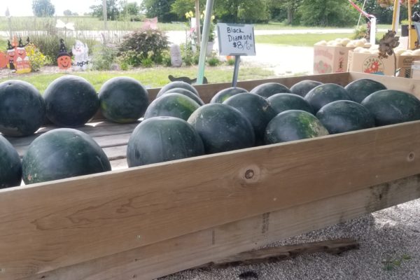 New City Greenhouse | Pawnee IL | fresh produce, black diamond watermelons