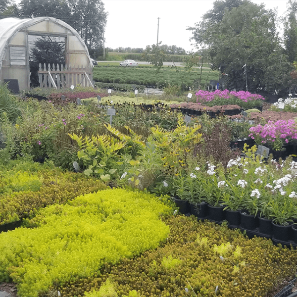 Greenhouse Springfield IL Landscaping Fresh Produce