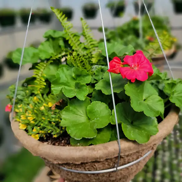 New City Greenhouse - mixed custom flower basket - Pawnee Illinois