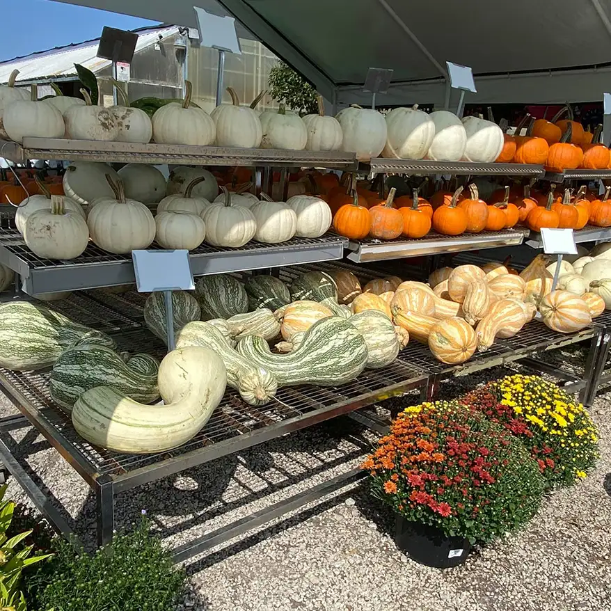 New City Greenhouse | Fall produce including pumpkins and squash