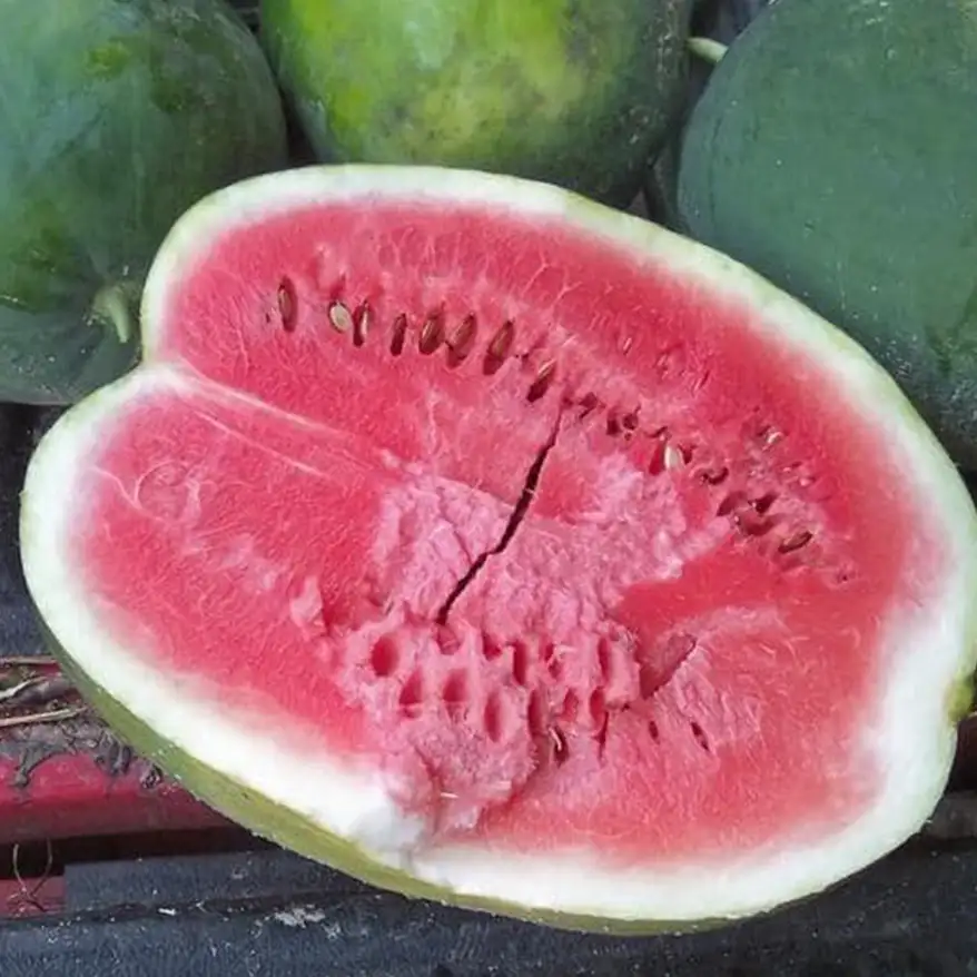 fresh produce black diamond watermelon cut open New City Greenhouse | Pawnee IL