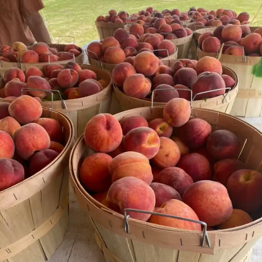 baskets of fresh picked peaches at New City Greenhouse | Pawnee IL