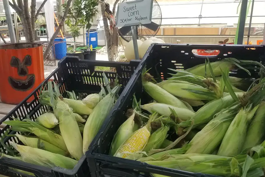 New City Greenhouse | Pawnee IL