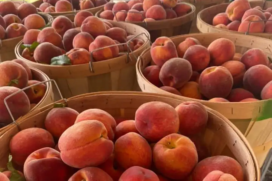 New City Greenhouse several baskets full of fresh picked peaches