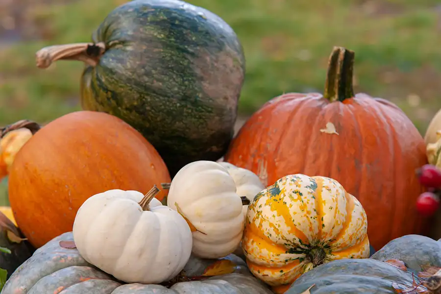 New City Greenhouse variety of pumpkins and gourds