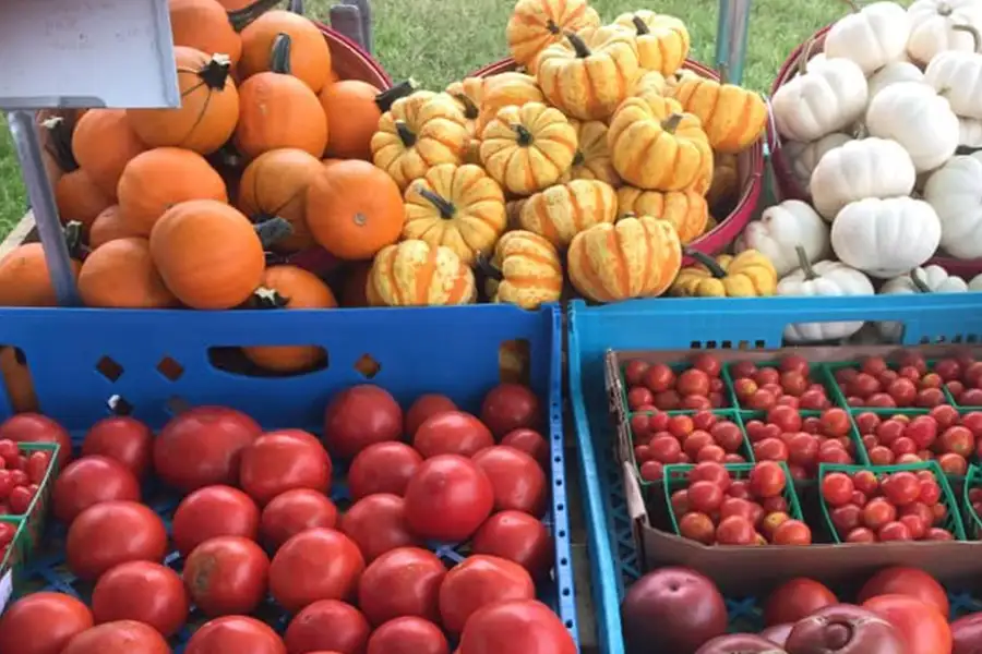 variety of fresh produce at New City Greenhouse | Pawnee IL