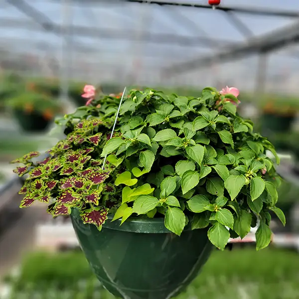 New City Greenhouse - mixed custom flower basket - Pawnee Illinois